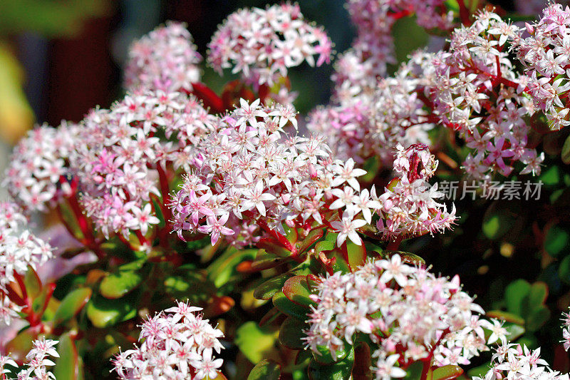 桂花/玉石植物/银杏花